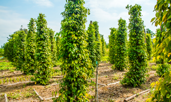 胡椒園 Phu Quoc Pepper Garden